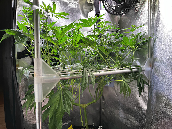 Growreport Bild 31