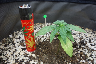 Ein junger Cannabissämling neben einem Feuerzeug mit Cannabis-Blatt-Muster.