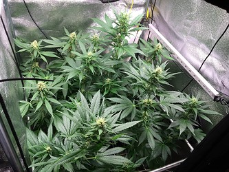 Growreport Bild 1