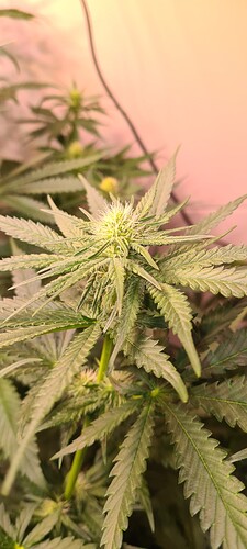 Growreport Bild 3