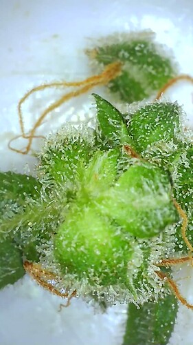 Growreport Bild 47