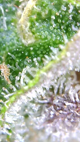 Growreport Bild 41