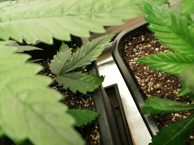 Growreport Bild 13