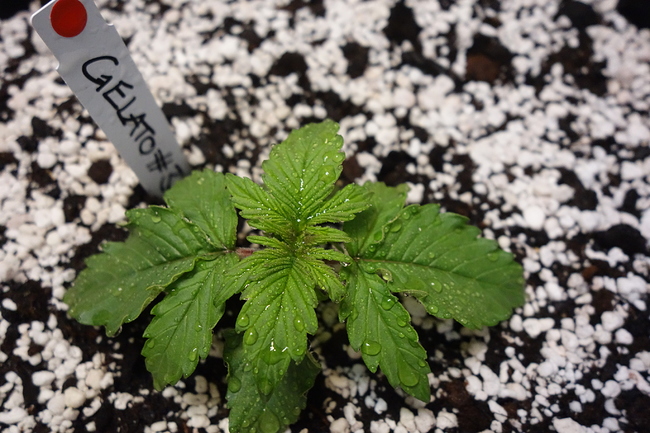 Growreport Bild 4