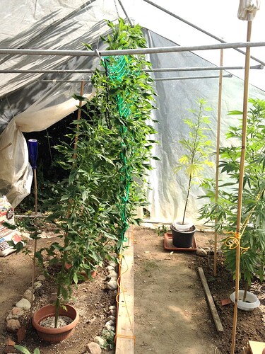 Growreport Bild 5