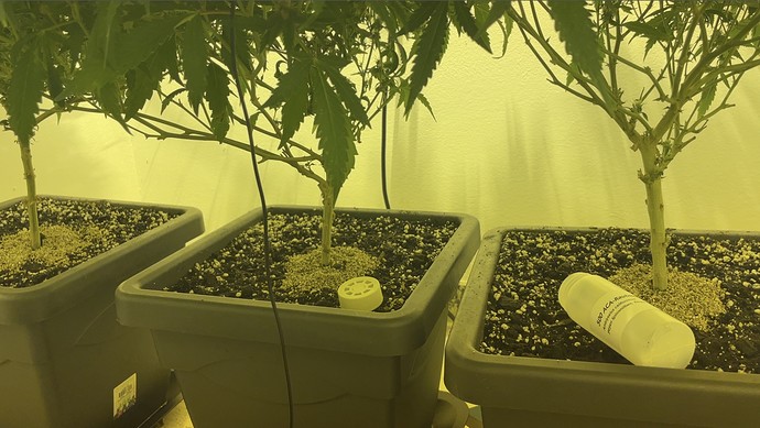 Growreport Bild 5