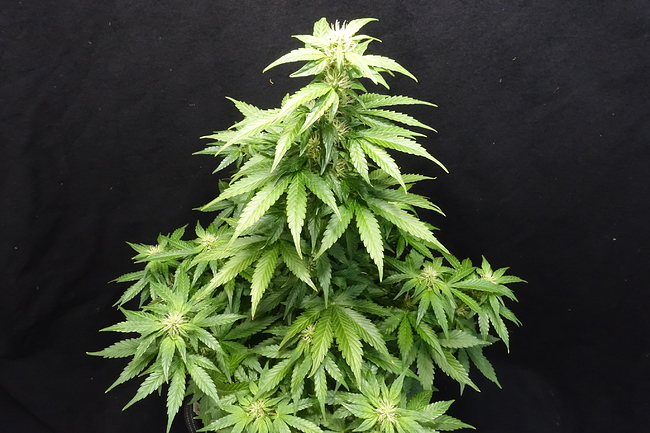 Growreport Bild 8