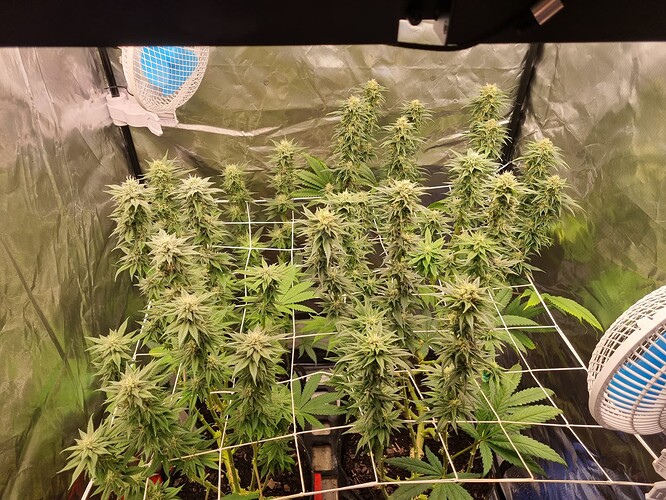 Growreport Bild 27