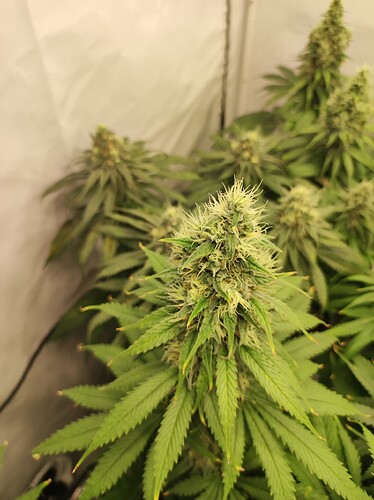 Growreport Bild 9
