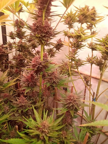 Growreport Bild 57