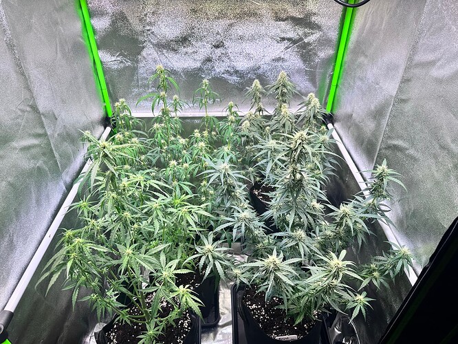 Growreport Bild 4
