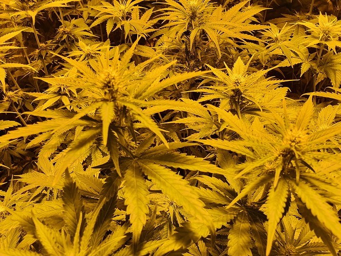 Growreport Bild 5