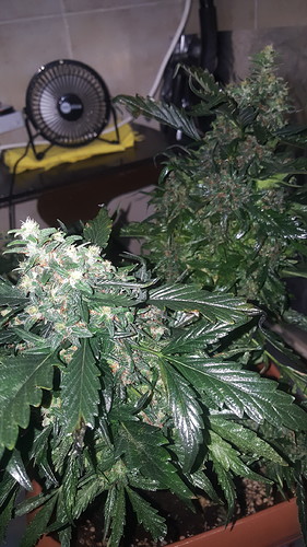 16355273956031070724425