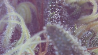 Growreport Bild 7