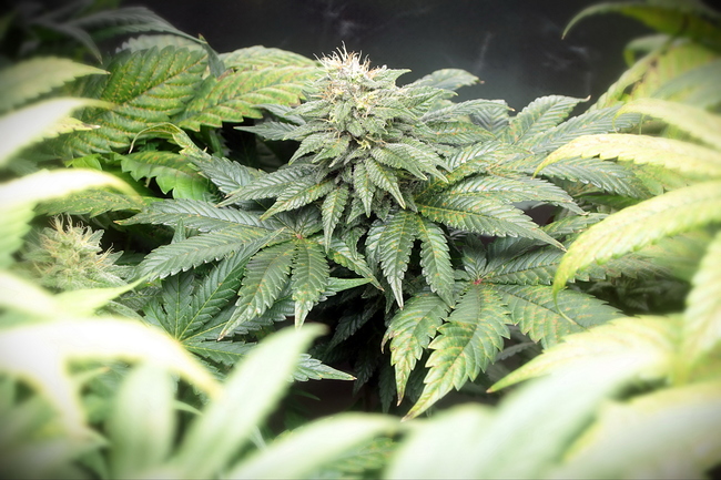 Growreport Bild 22