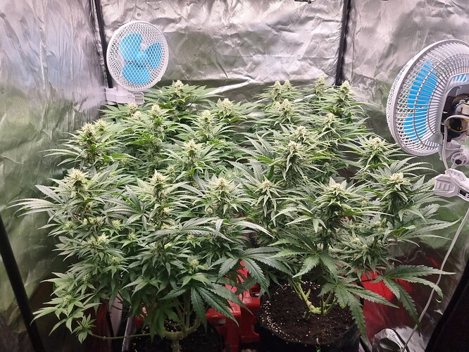 Growreport Bild 28