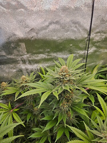 Growreport Bild 38