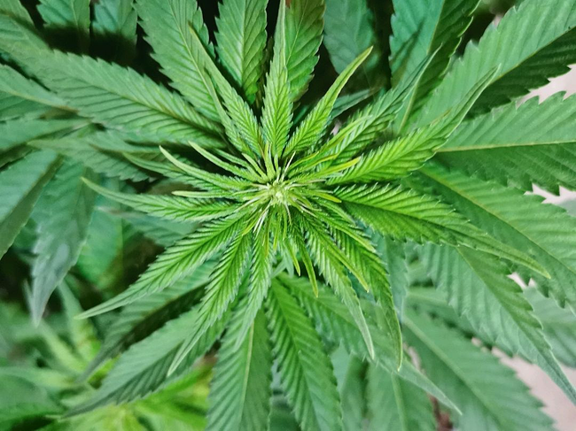 Growreport Bild 8