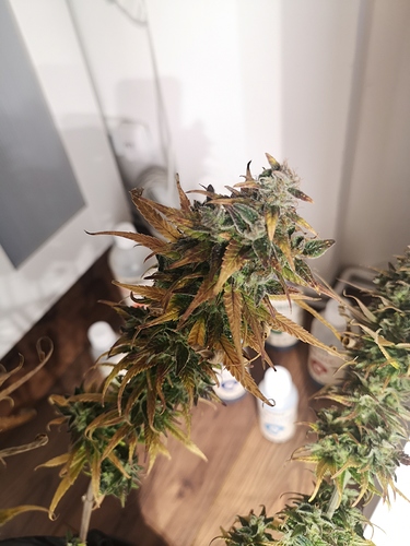 Growreport Bild 3
