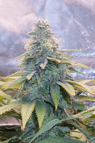 Growreport Bild 7