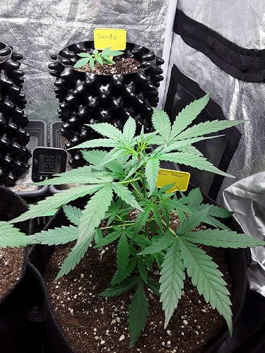 Growreport Bild 14