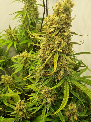 Growreport Bild 3
