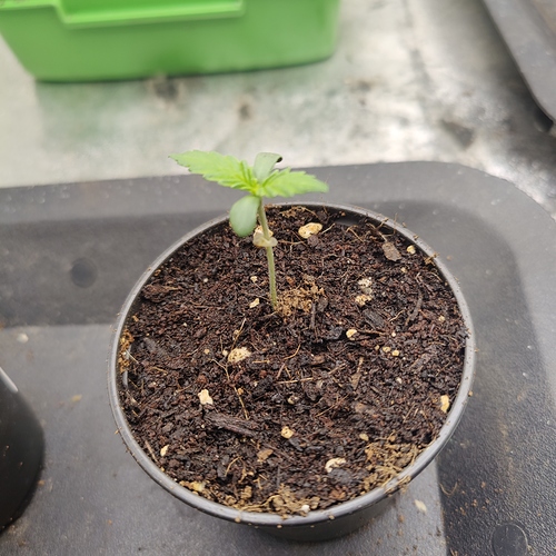 Growreport Bild 8