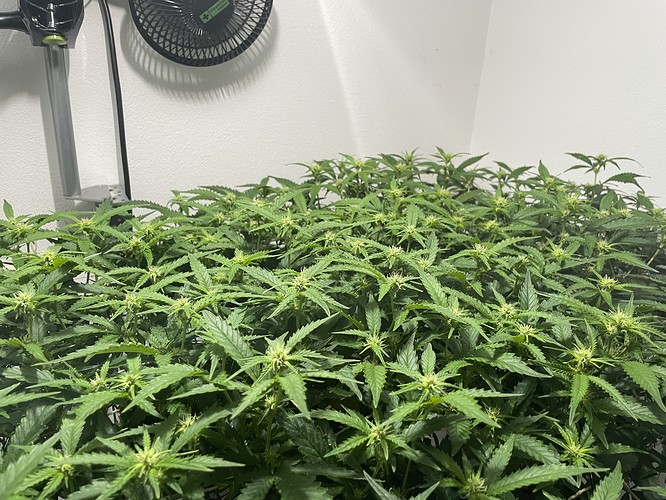 Growreport Bild 2