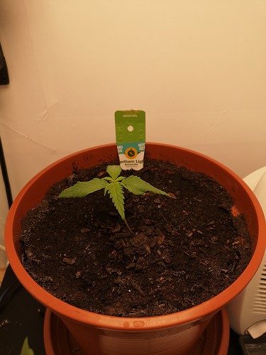Growreport Bild 2