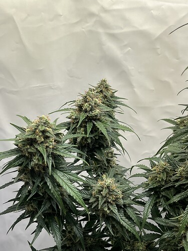 Growreport Bild 3