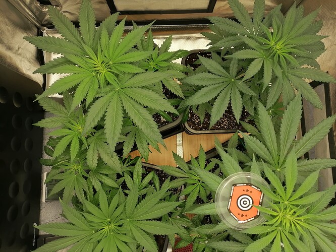 Growreport Bild 16
