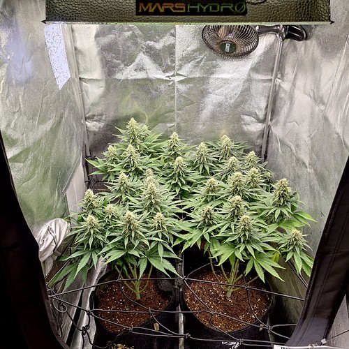 Growreport Bild 1