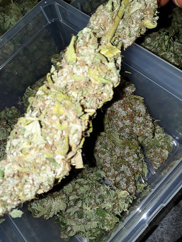 Growreport Bild 7