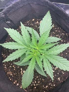 Growreport Bild 5