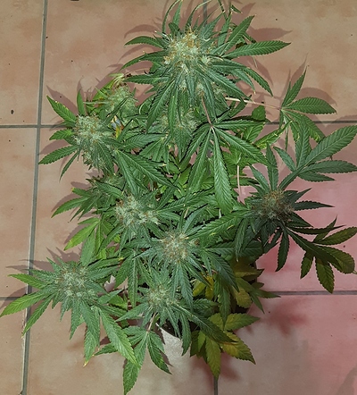 Growreport Bild 5