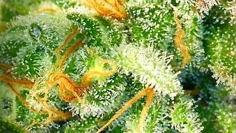 Growreport Bild 15