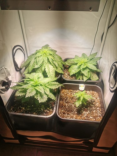 Growreport Bild 3