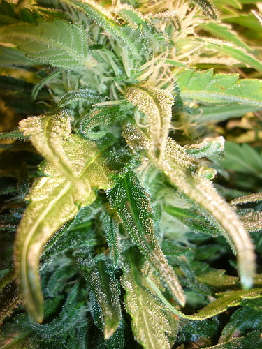 Growreport Bild 2