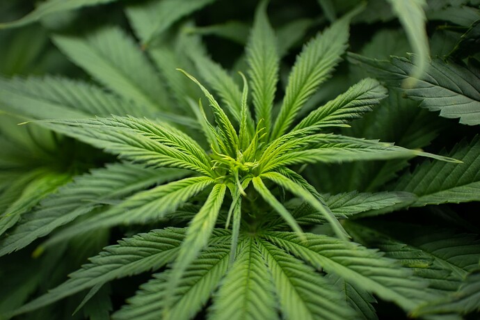 Growreport Bild 3