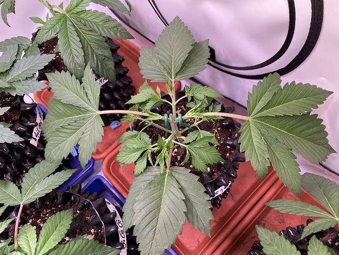 Growreport Bild 18