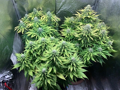 Growreport Bild 4