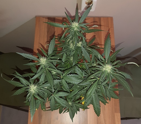 Growreport Bild 11