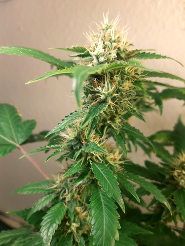 Growreport Bild 5