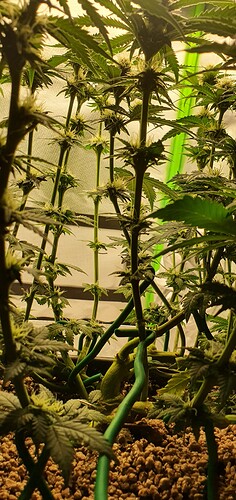Growreport Bild 3