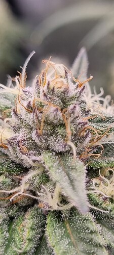 Growreport Bild 10