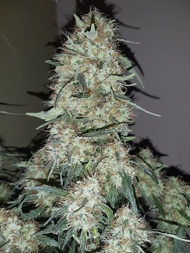Growreport Bild 9