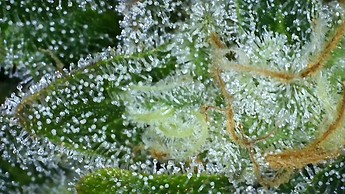 Growreport Bild 35
