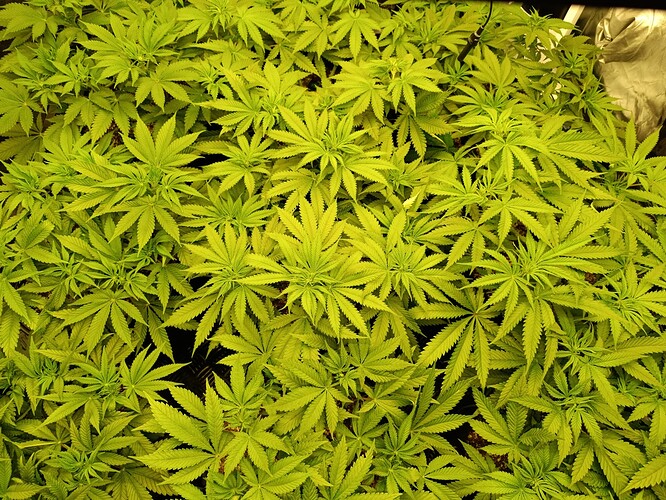 Growreport Bild 2
