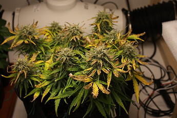 Growreport Bild 18