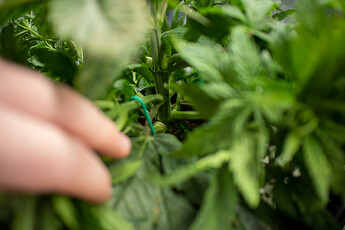 Growreport Bild 12